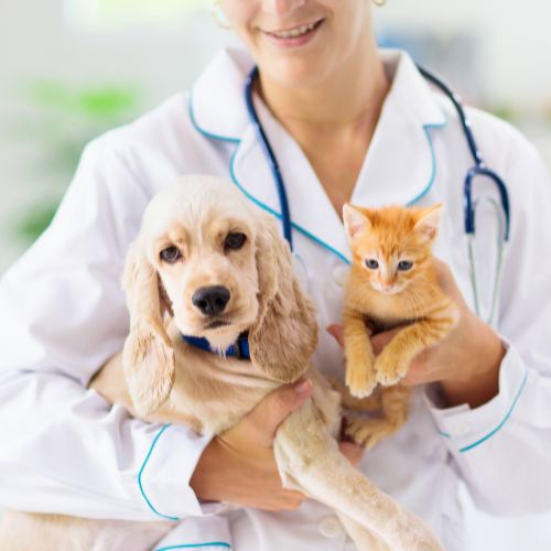 A Veterinarian Holding the Pets
