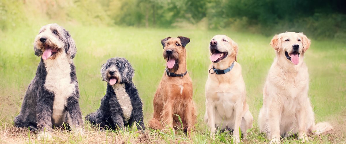 A Group of Happy Dogs