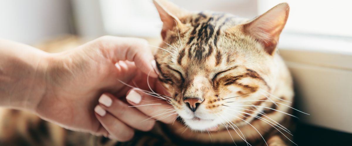 A Person Petting a Cat