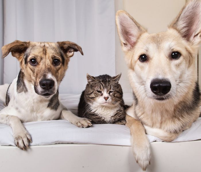 two dogs and a cat