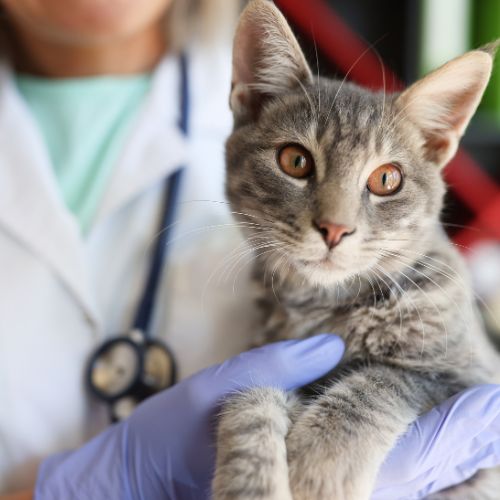 A Veterinarian Holding a Cat