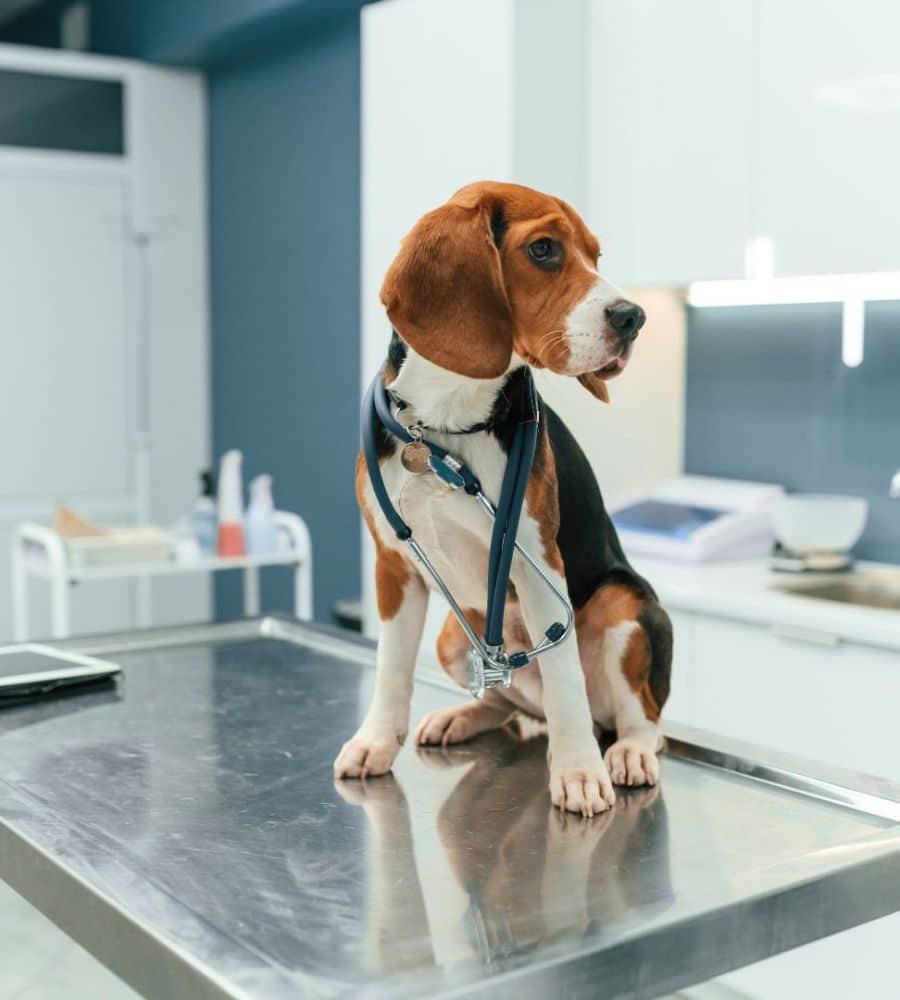 A beagle dog sitting on a table