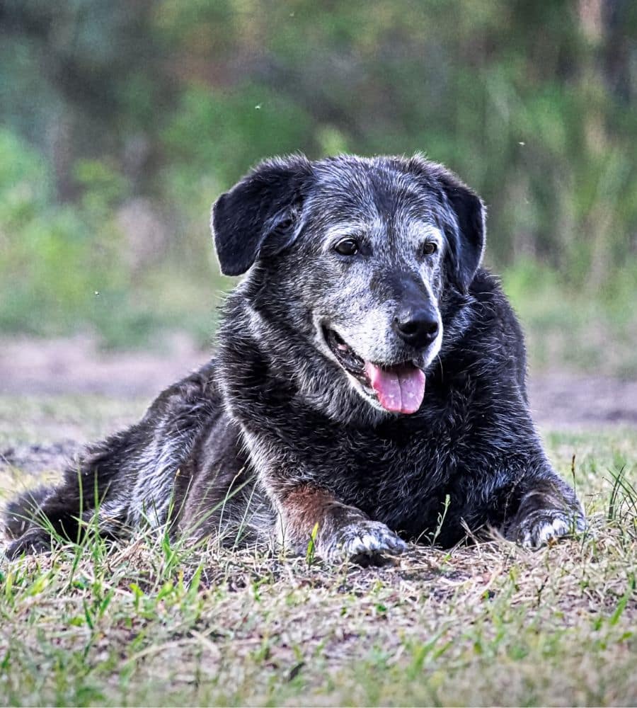A black dog resting on green gras