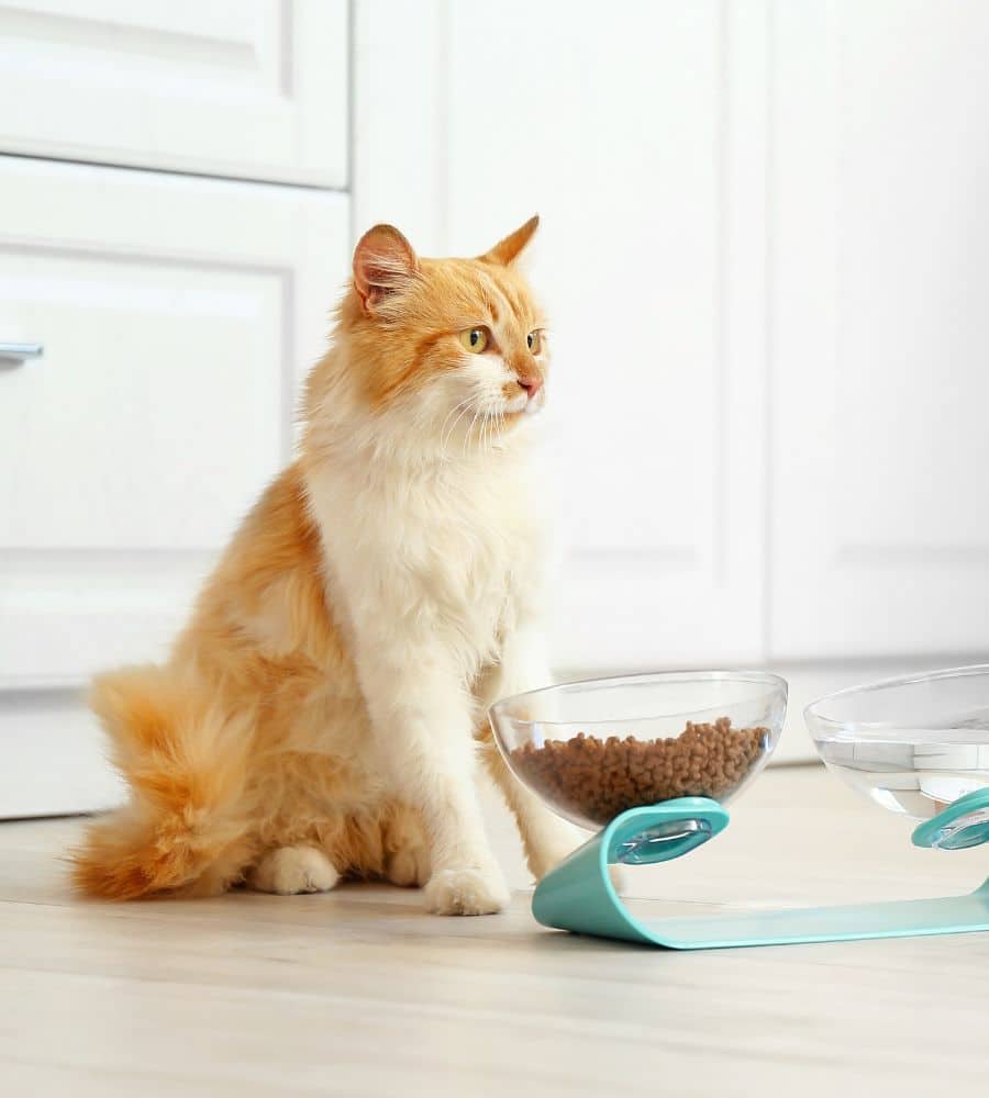 Cat near bowl with Food