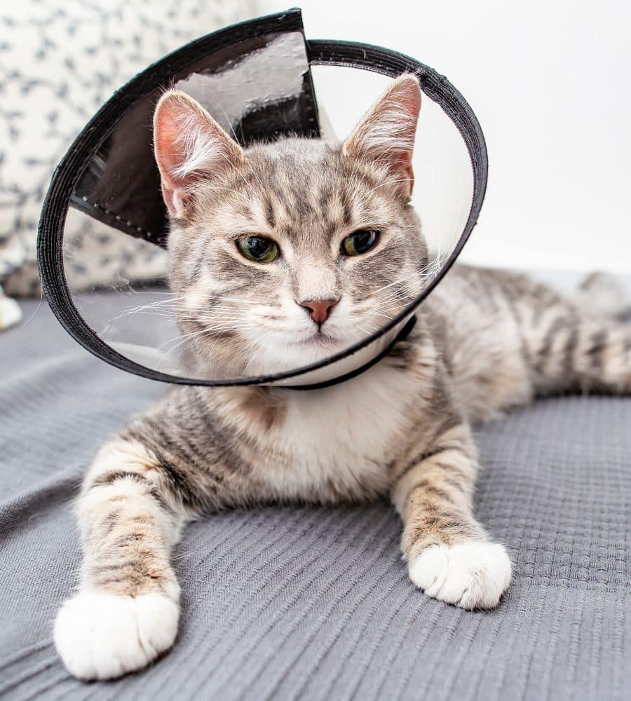 Young cat on the bed with surgery cone