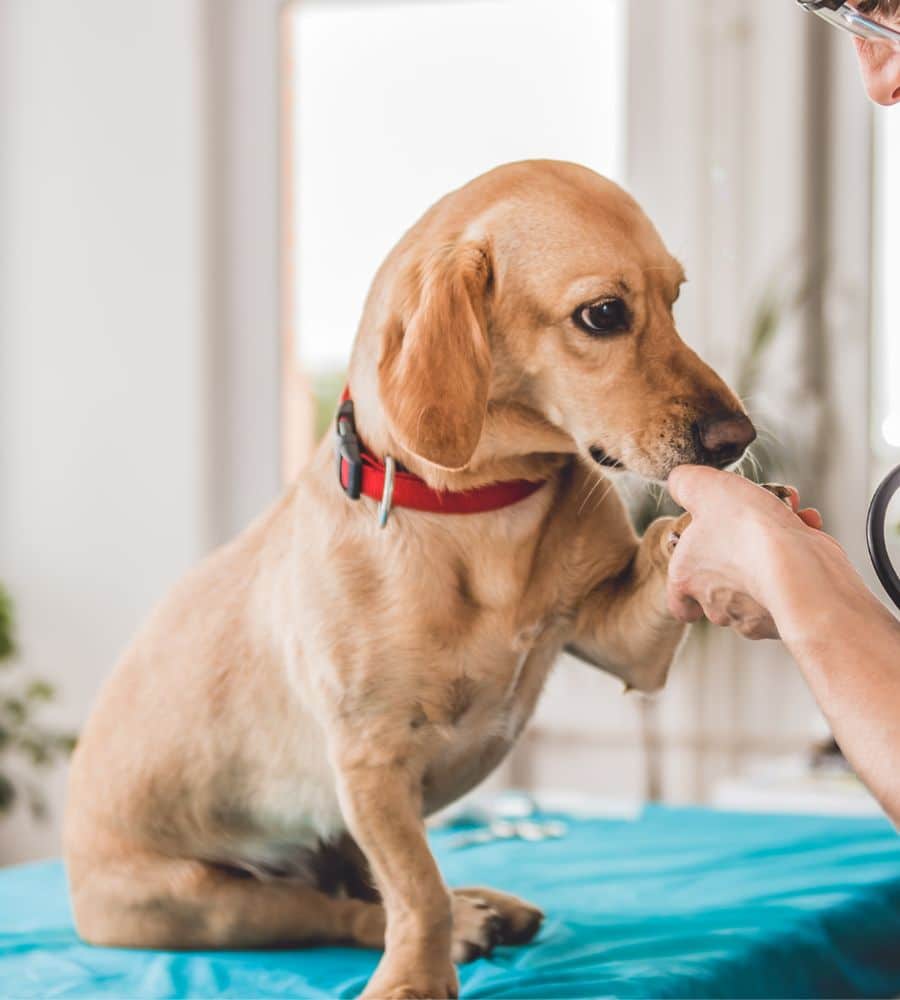 Veterinarian examining dog